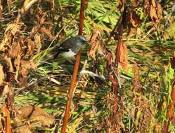 Image of Blue-capped Redstart