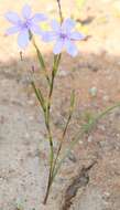 Plancia ëd Moraea polyanthos L. fil.