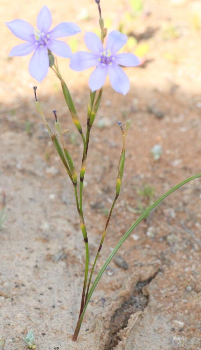 Image of Moraea polyanthos L. fil.