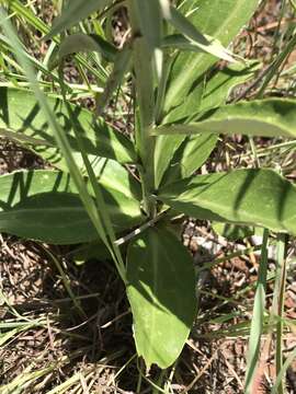 Image of Macledium zeyheri (Sond.) S. Ortiz