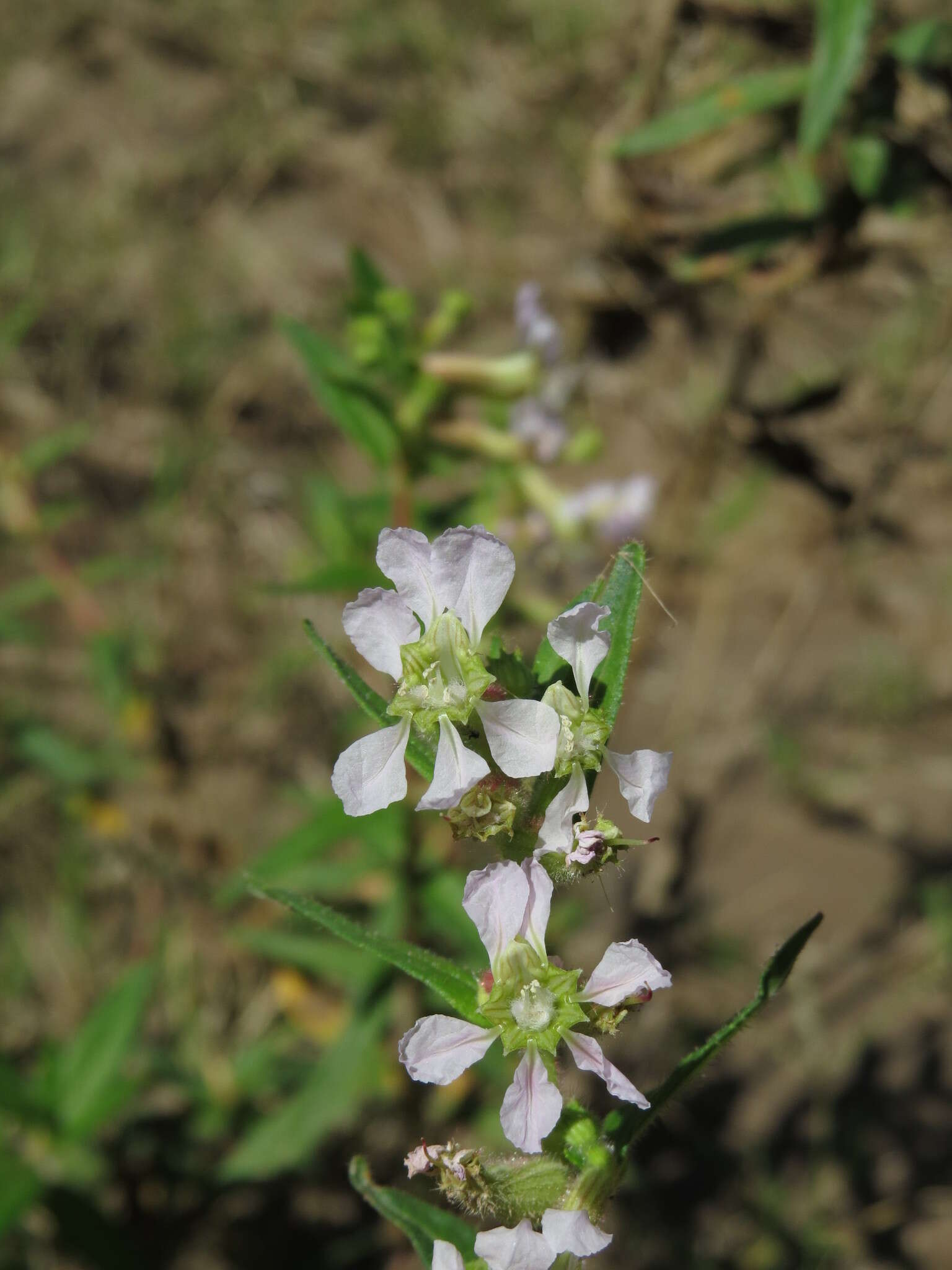 Image of Cuphea angustifolia Jacq. ex Koehne