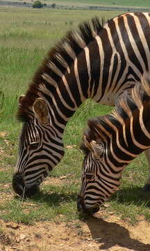 Image of Burchell's zebra