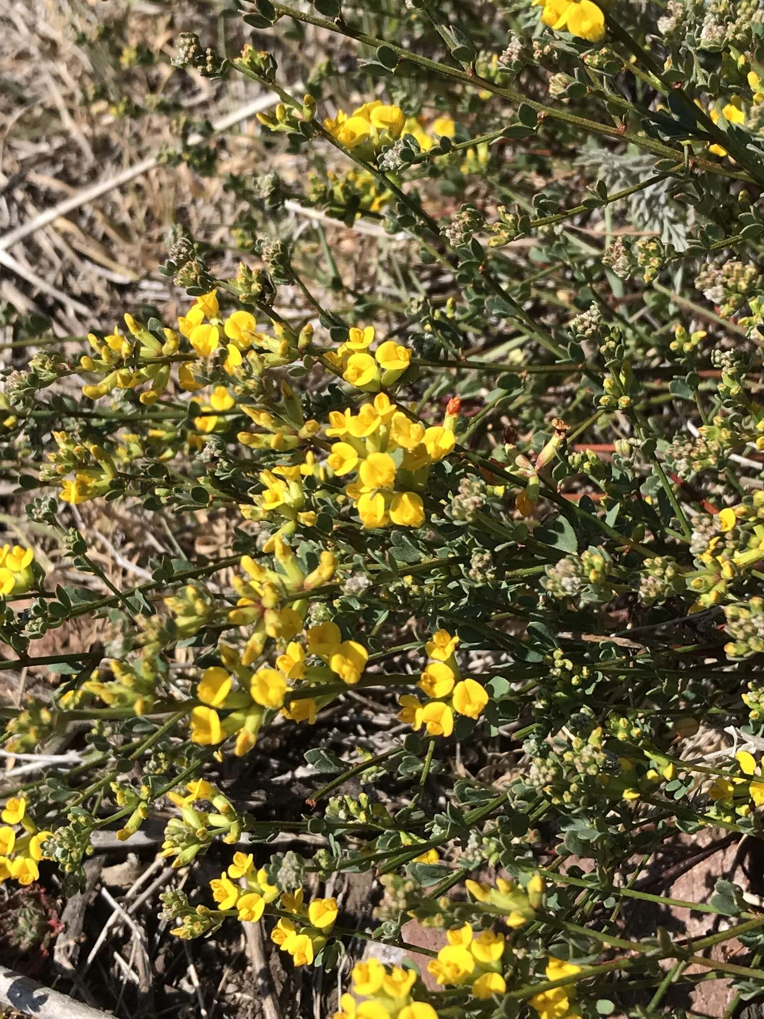 Acmispon junceus var. junceus resmi