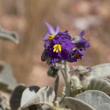 Image of Solanum quadriloculatum F. Müll.