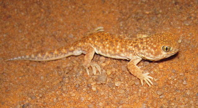 Image of Common Barking Gecko