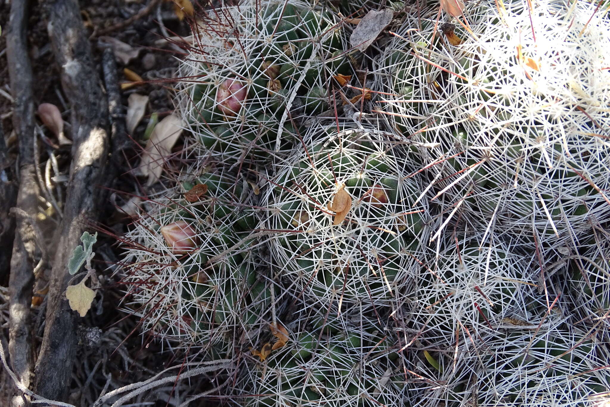 Image de Mammillaria decipiens subsp. decipiens