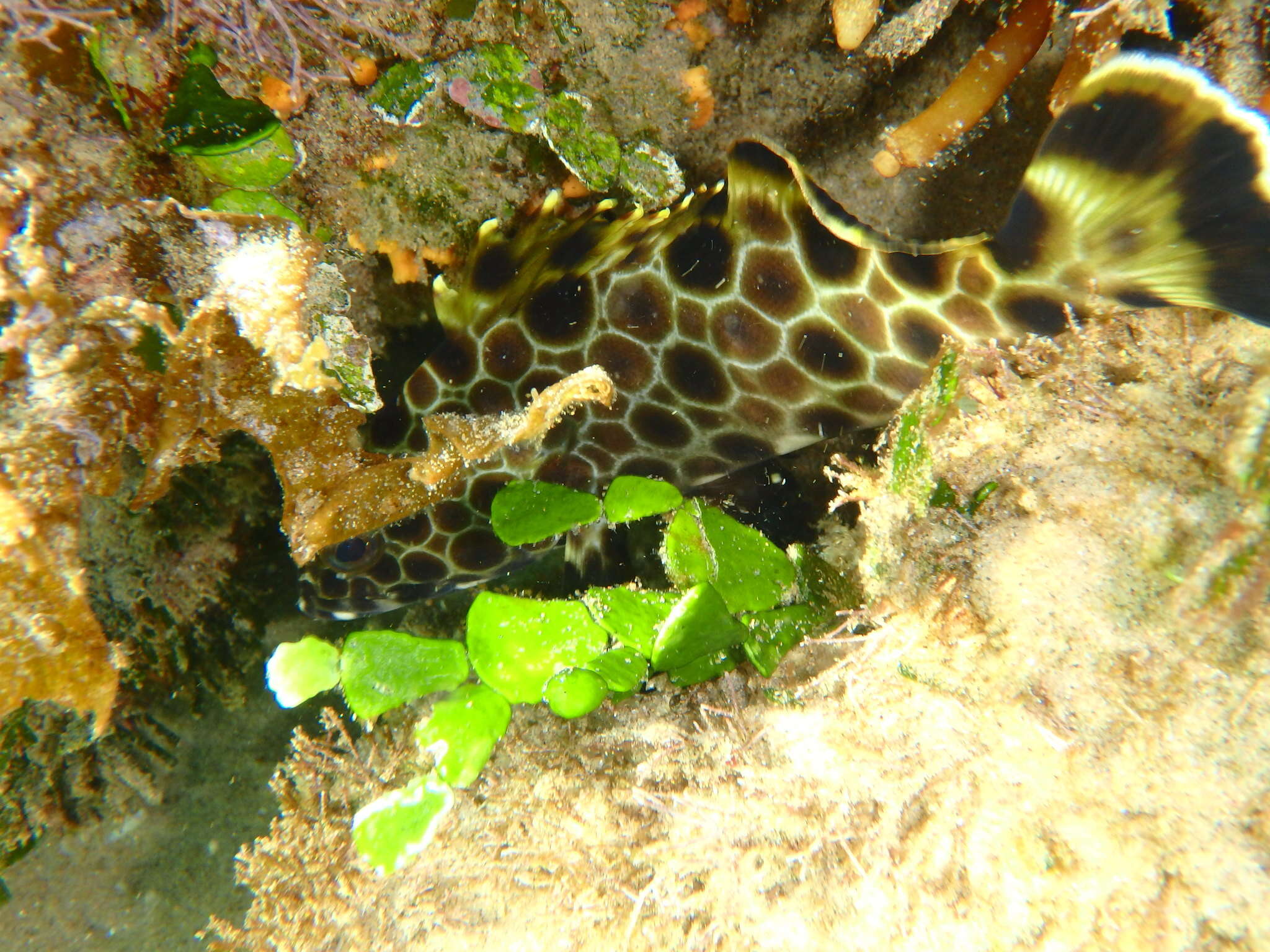 Слика од Epinephelus macrospilos (Bleeker 1855)