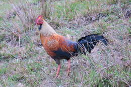 Image of Ceylon Junglefowl