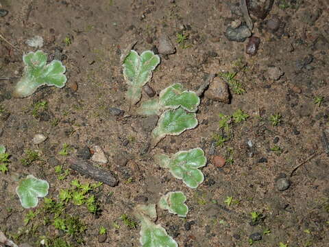 Image of Riccia cartilaginosa Steph.