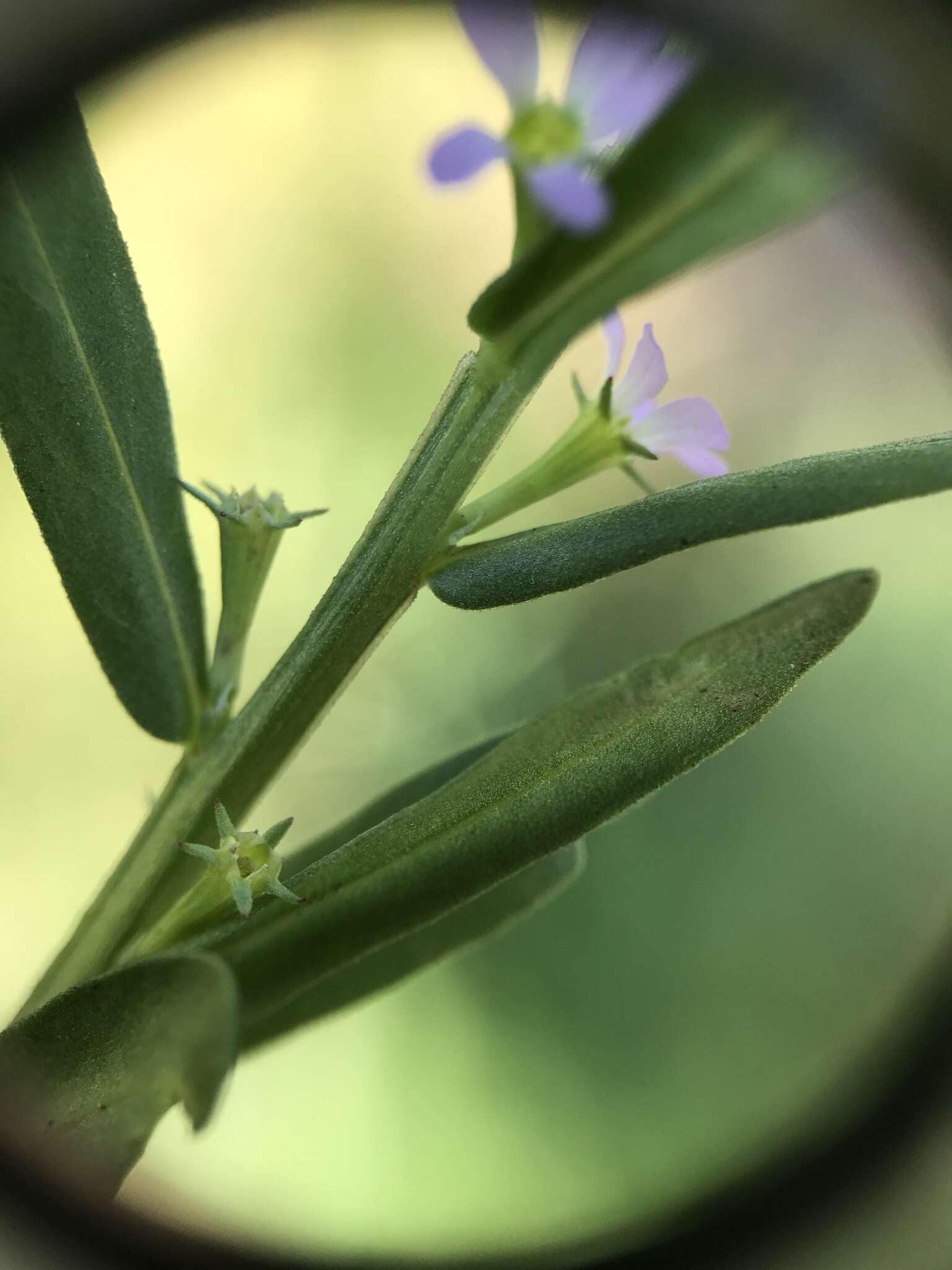 Plancia ëd Lythrum hyssopifolia L.