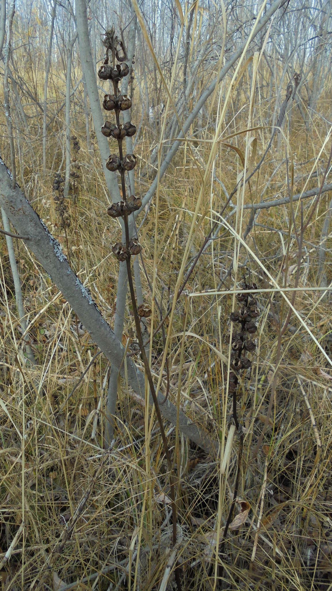 Image of moor-king lousewort