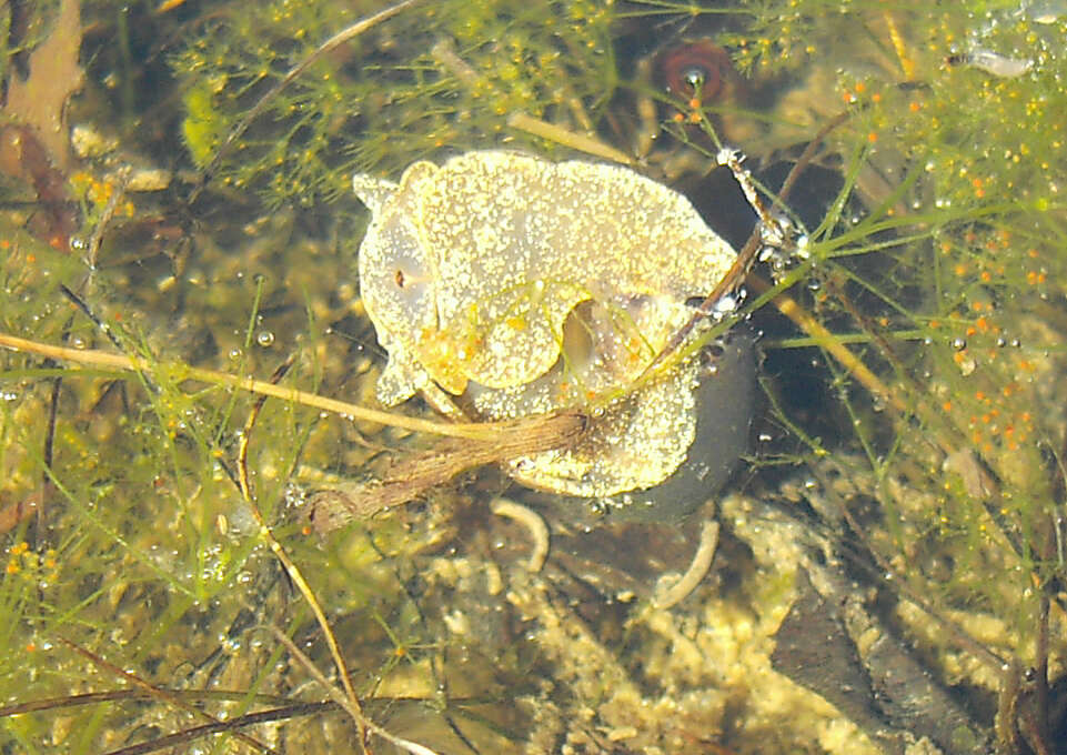 Image of Bullastra vinosa (A. Adams & Angas 1864)