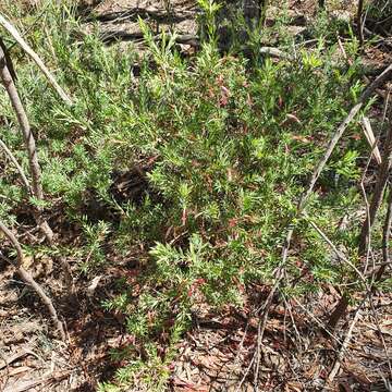 Image of Styphelia triflora Andr.