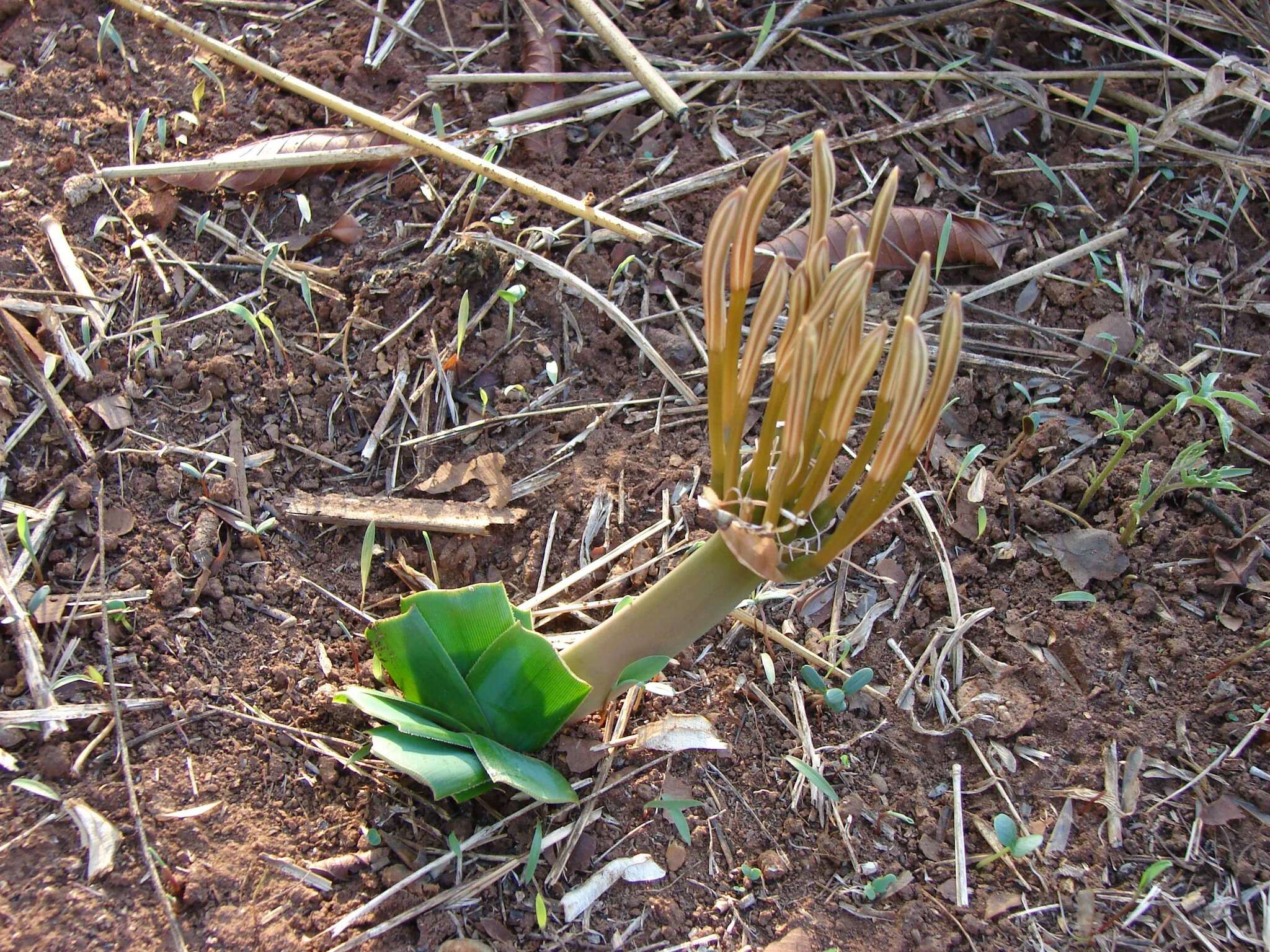 Image of Northern ammocharis