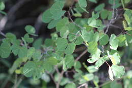 Plancia ëd Bauhinia macranthera Hemsl.