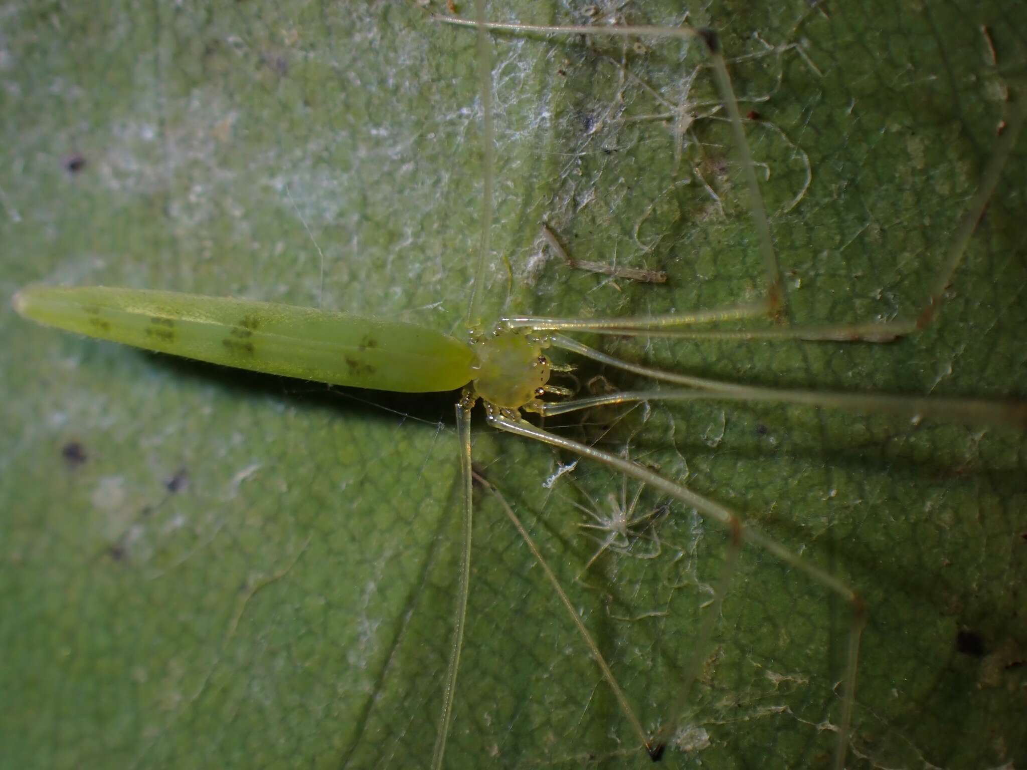 Plancia ëd Leptopholcus borneensis Deeleman-Reinhold 1986