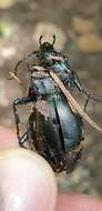 Слика од Carabus (Megodontus) germarii Sturm 1815