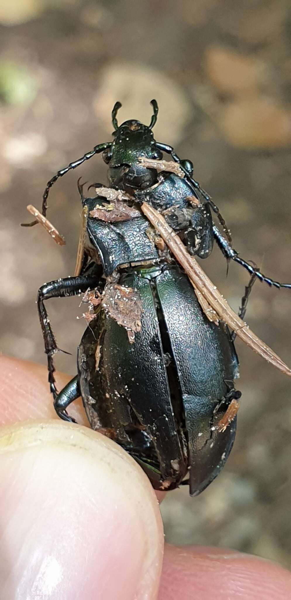 Слика од Carabus (Megodontus) germarii Sturm 1815