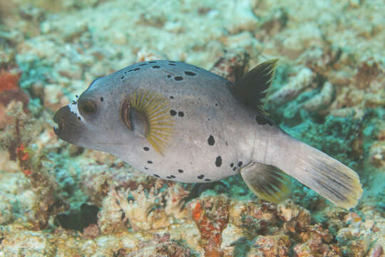 Image of Black Spotted Blow Fish