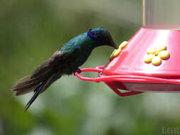 Colibri coruscans (Gould 1846) resmi