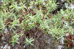 Image of Hypericum lanceolatum Lam.