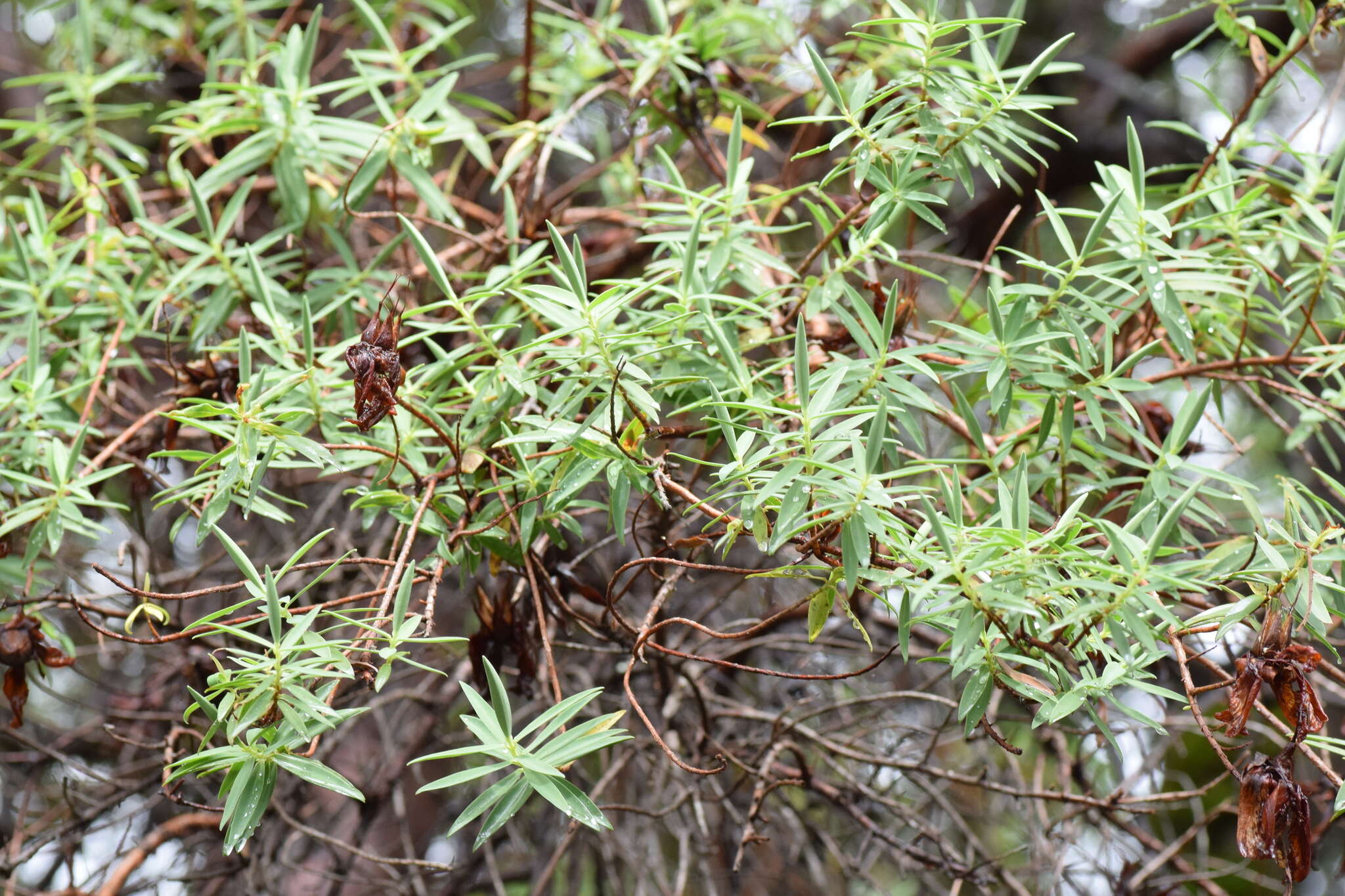 Image de Hypericum lanceolatum Lam.