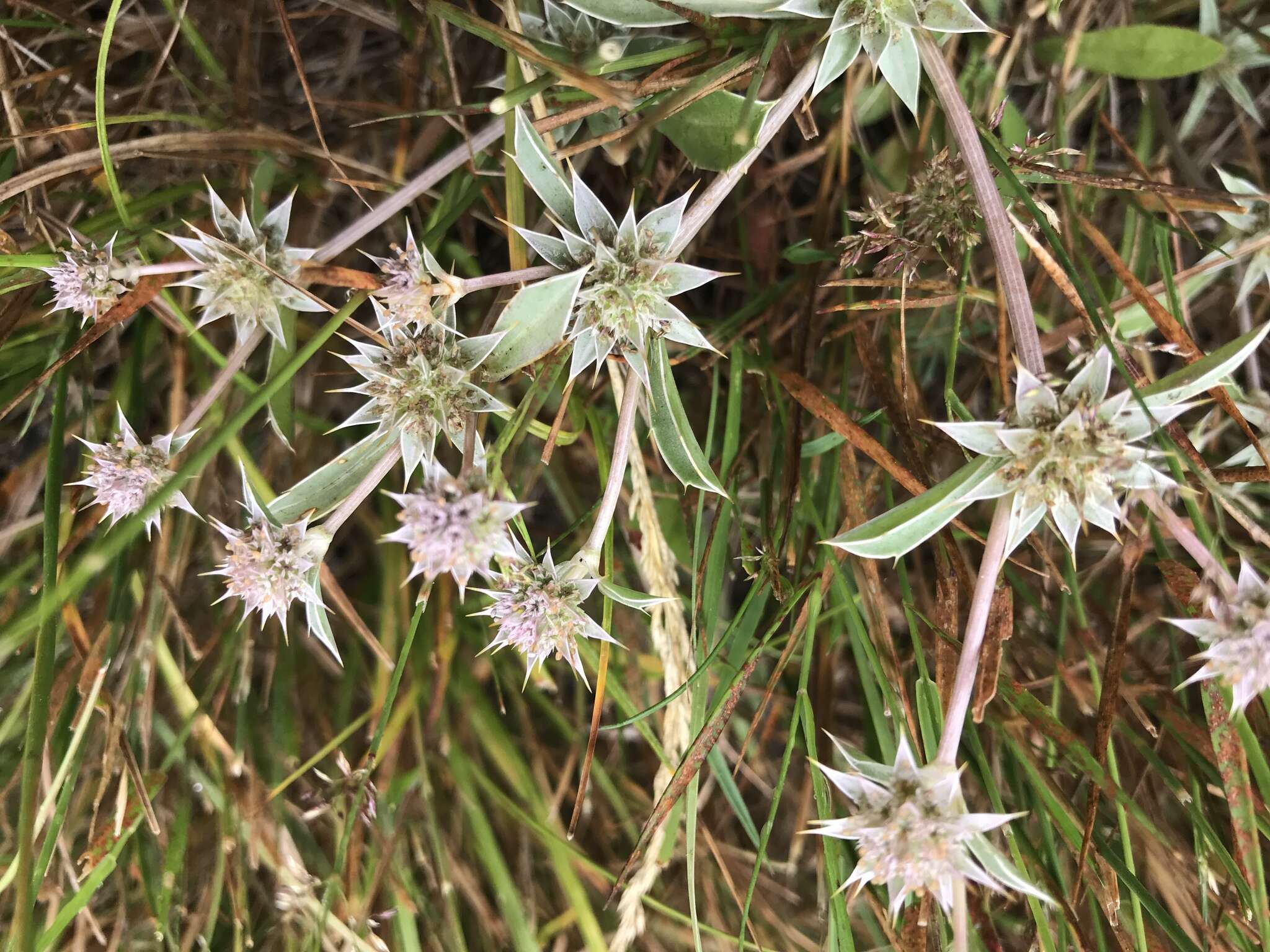 Image of coastal eryngo