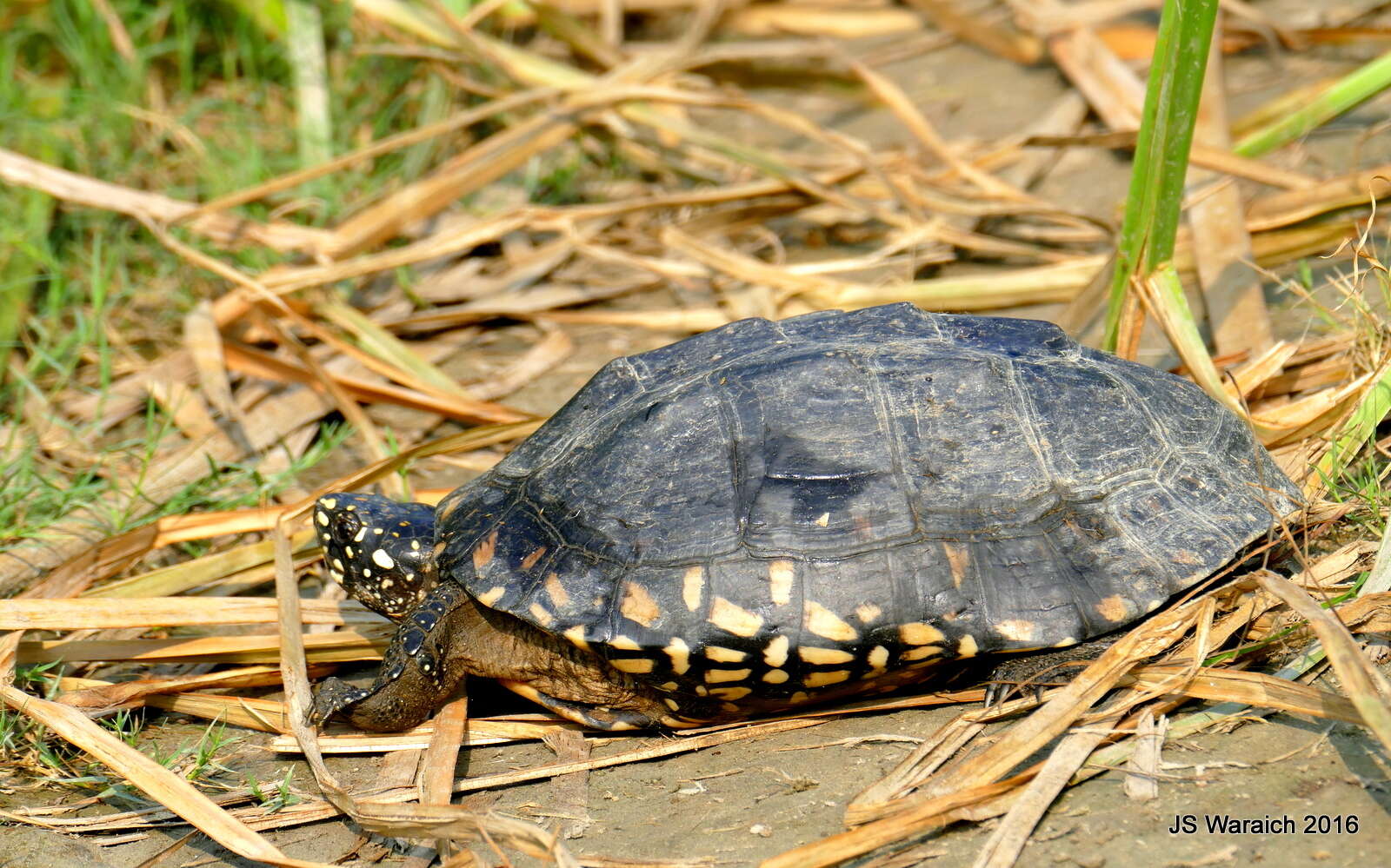 Image of Geoclemys