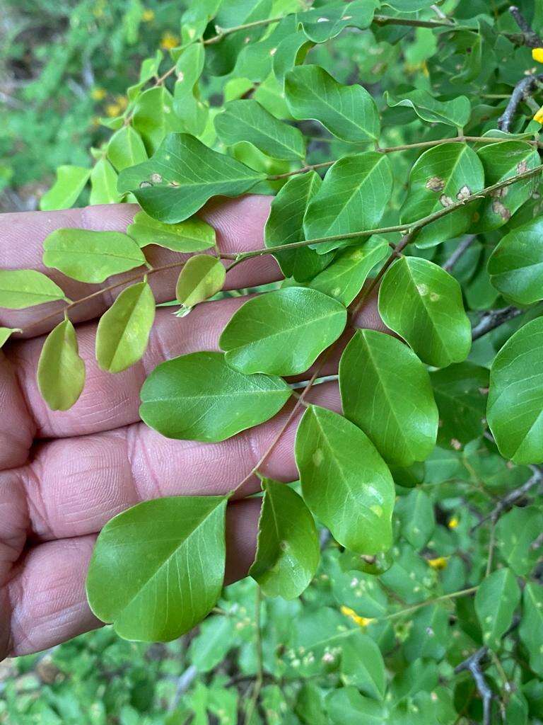 صورة Pterocarpus rotundifolius (Sond.) Druce