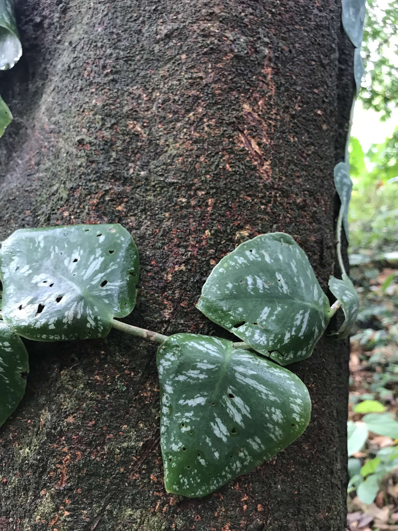 Monstera tuberculata var. brevinoda (Standl. & L. O. Williams) Madison的圖片