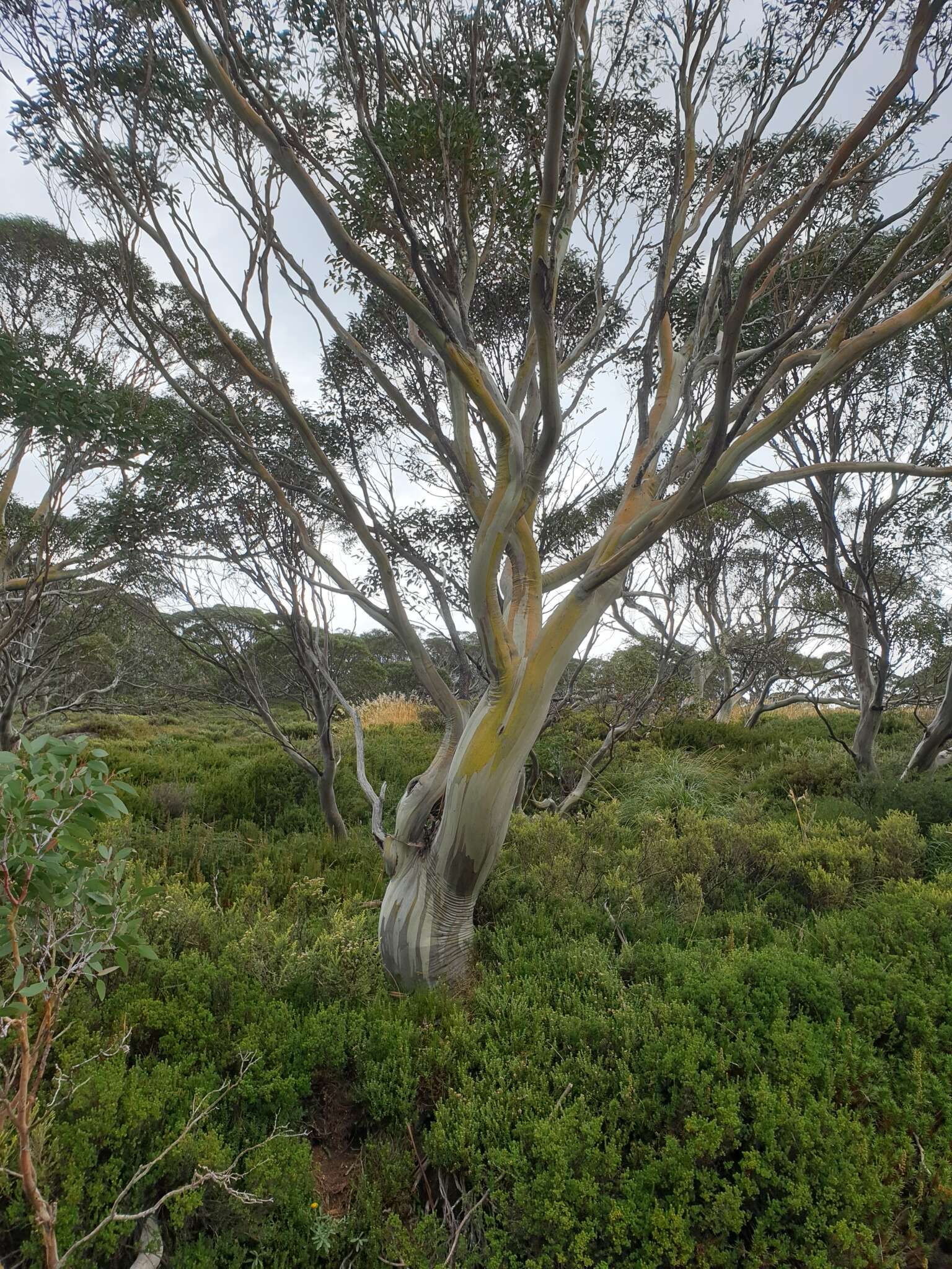 Image of Eucalyptus pauciflora subsp. niphophila (Maiden & Blakely) L. A. S. Johnson & Blaxell