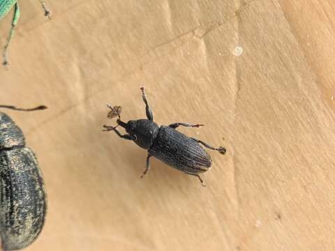 Image of Weevil