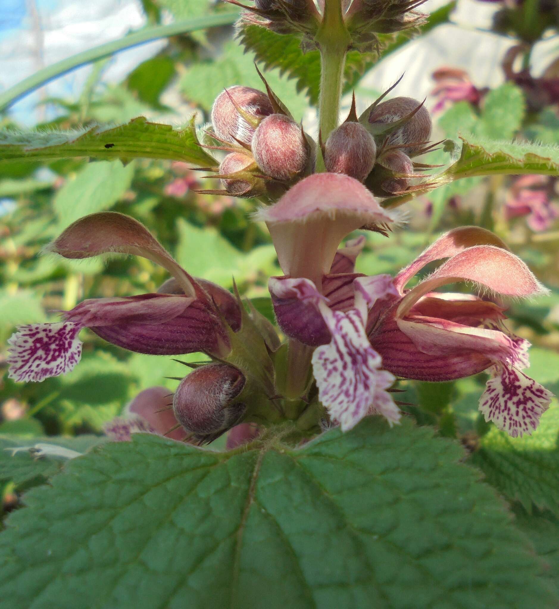 Image of Lamium orvala L.