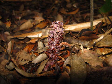 Image of Louisiana broomrape