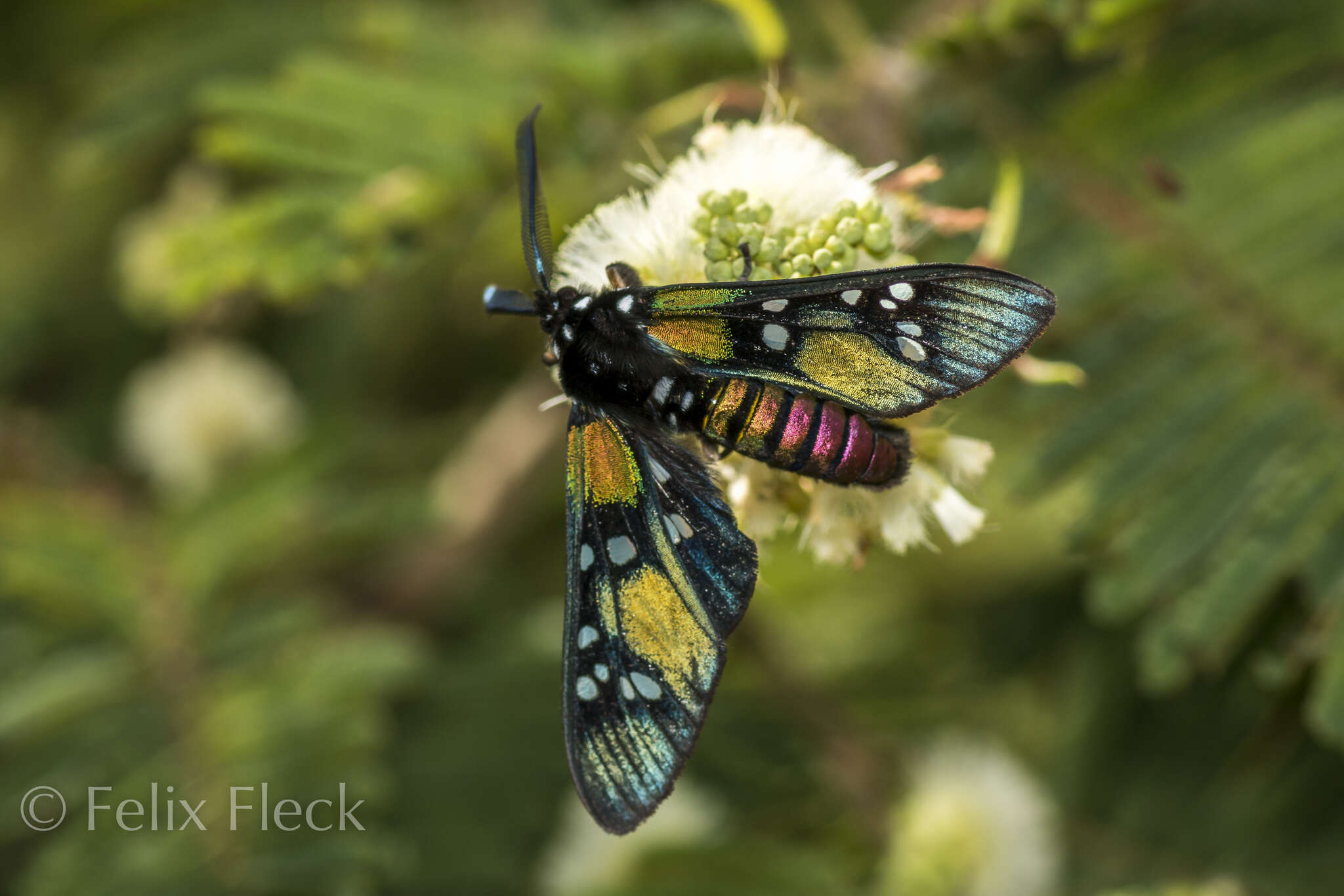 Image of Princely tiger moth