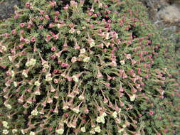 Eriogonum thymoides Benth. resmi