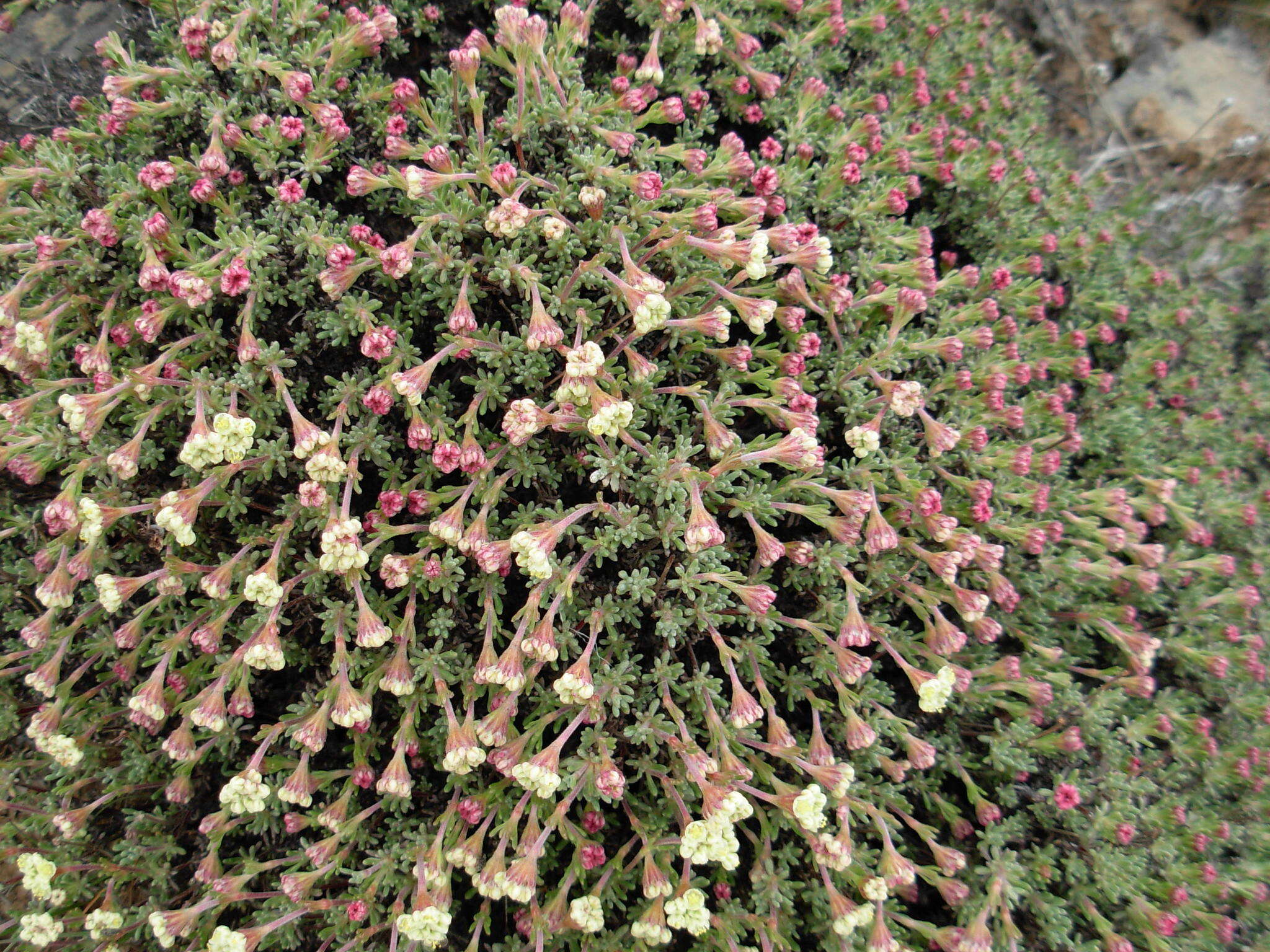 Image of thymeleaf buckwheat