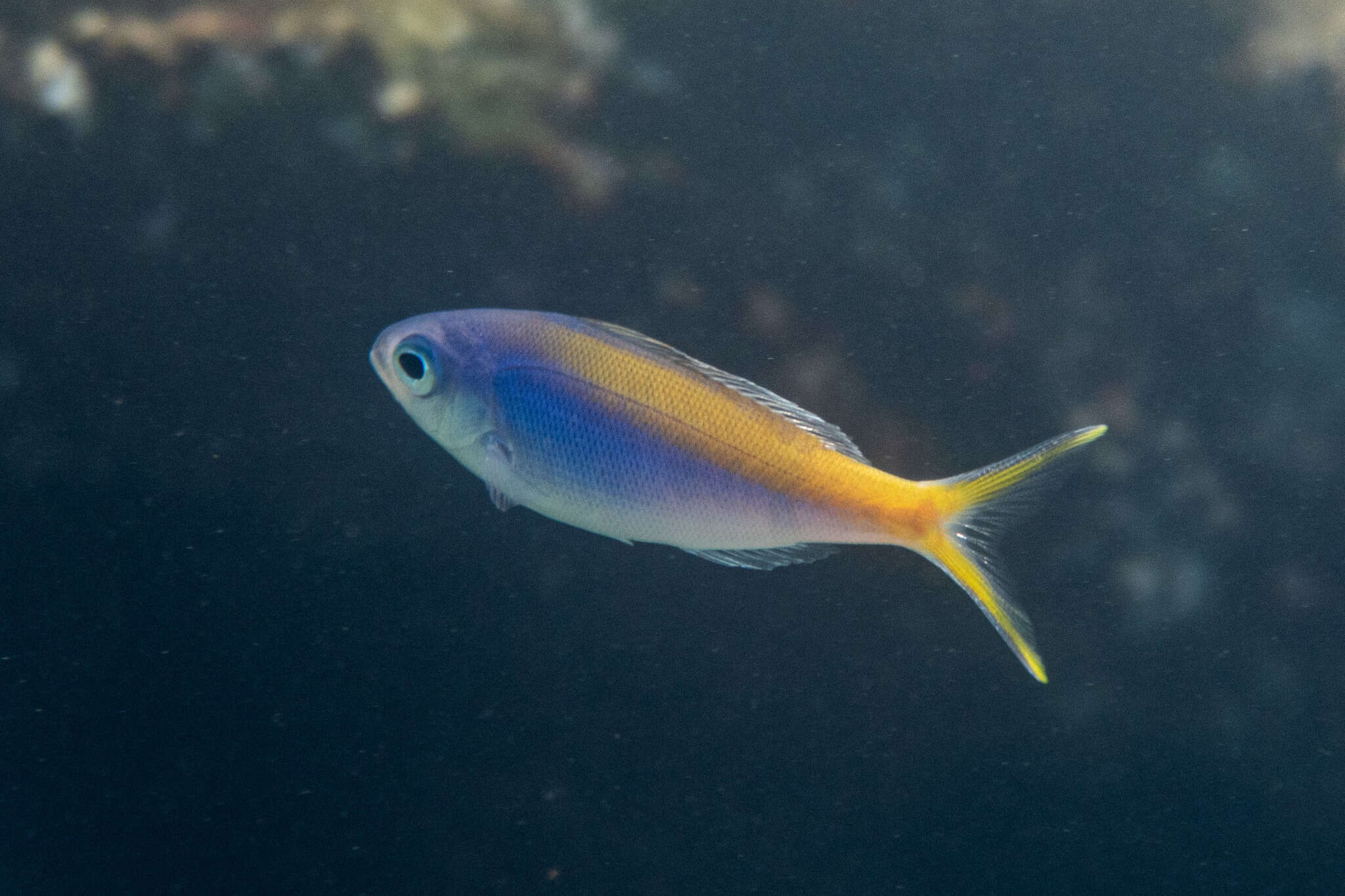 Image of Yellowtail blue snapper