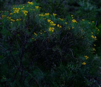 Image of Euryops floribundus N. E. Br.