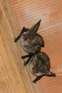 Image of Sardinian Long-eared Bat