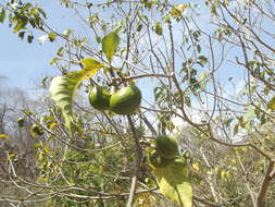 Plancia ëd Tabernaemontana tomentosa (Greenm.) A. O. Simões & M. E. Endress