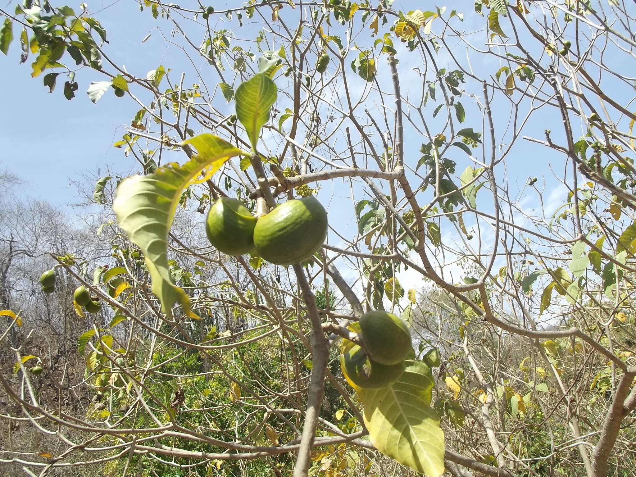 صورة Tabernaemontana tomentosa (Greenm.) A. O. Simões & M. E. Endress