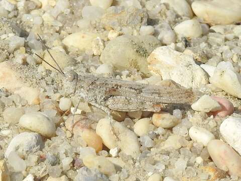 Trimerotropis maritima (Harris & T. W. 1841)的圖片