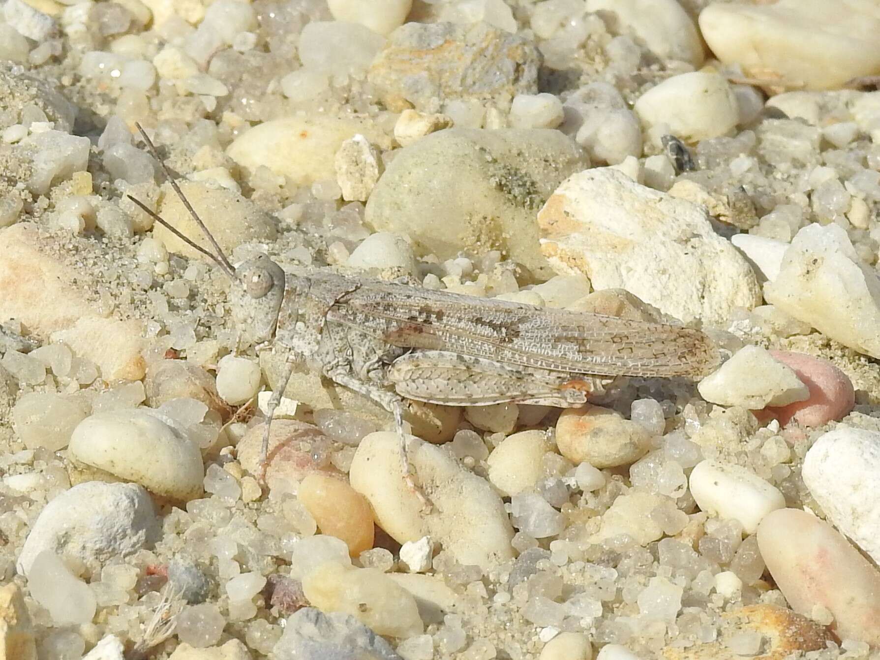 Image of Seaside Grasshopper