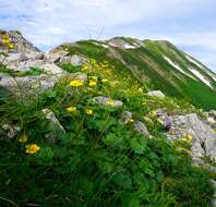 Image of Geum calthifolium subsp. nipponicum (F. Bolle) R. L. Taylor & B. Mac Bryde