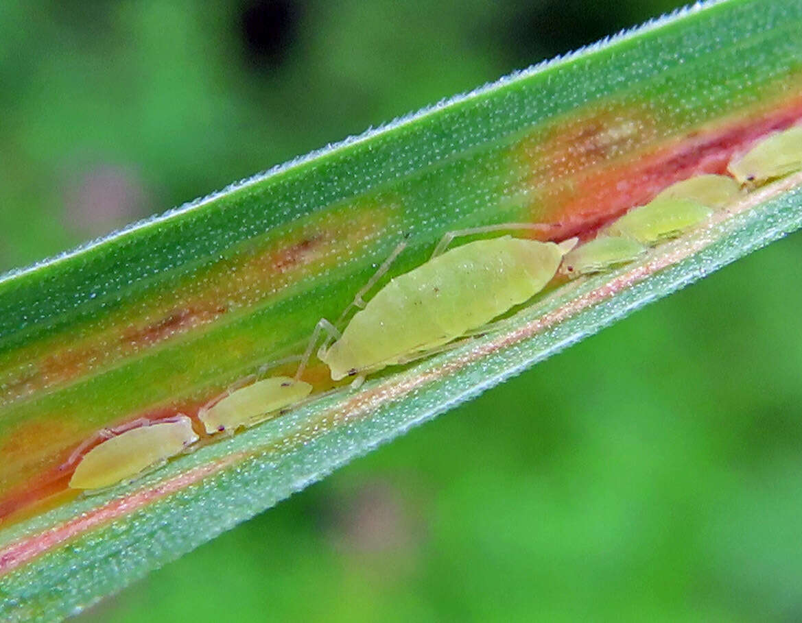 Image of Aphid