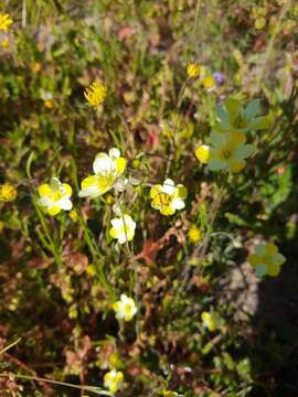 Imagem de Platystigma linearis Benth.