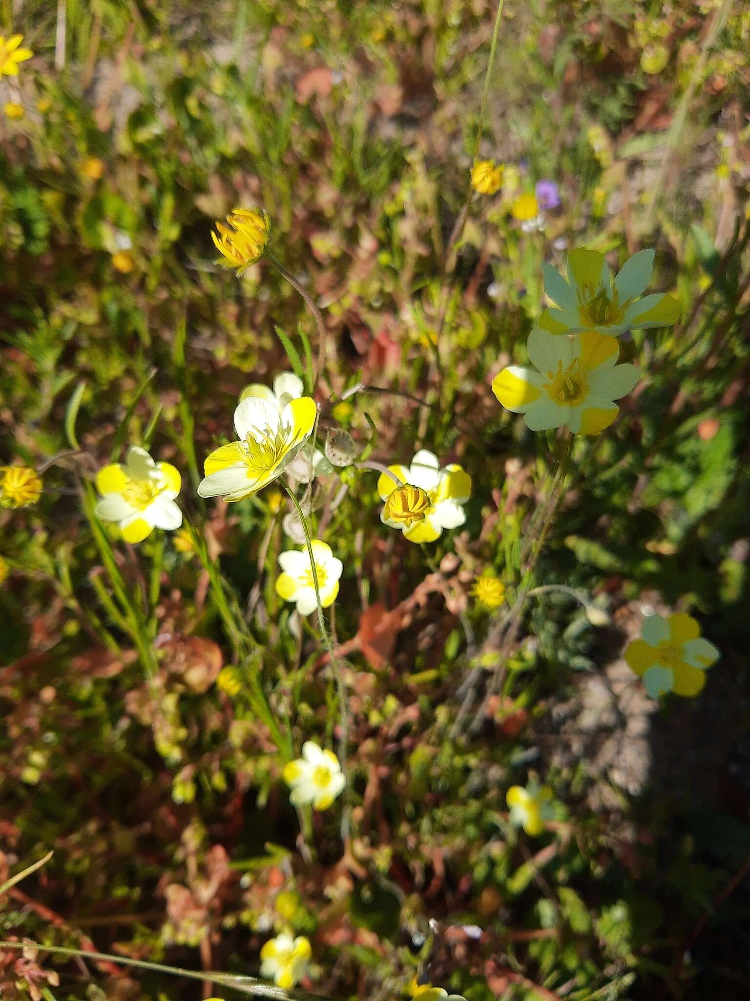 Image of narrowleaf queen poppy