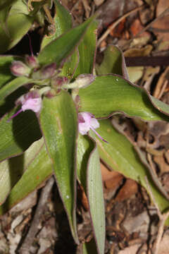 Image de Tradescantia boliviana (Hassk.) J. R. Grant