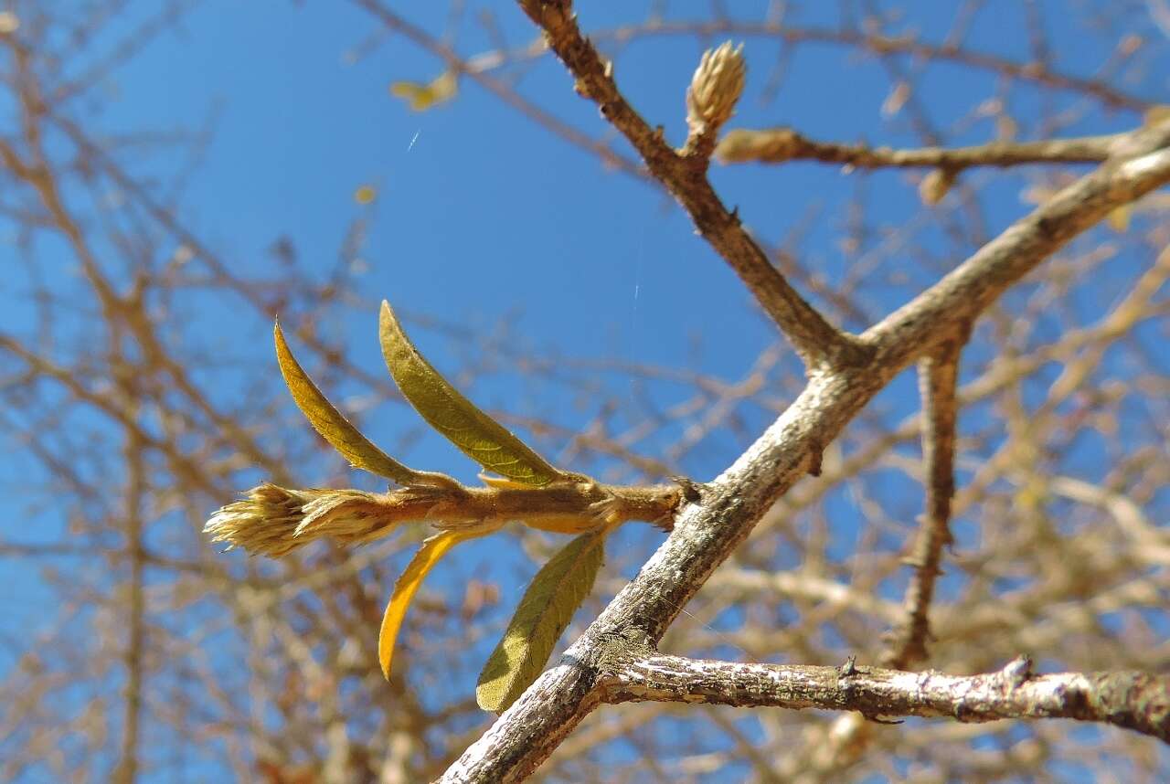 Imagem de Hugonia orientalis Engl.